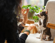 Pet Travel Made Simple